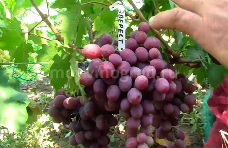 Описание с фото и видео сорта винограда «эверест»