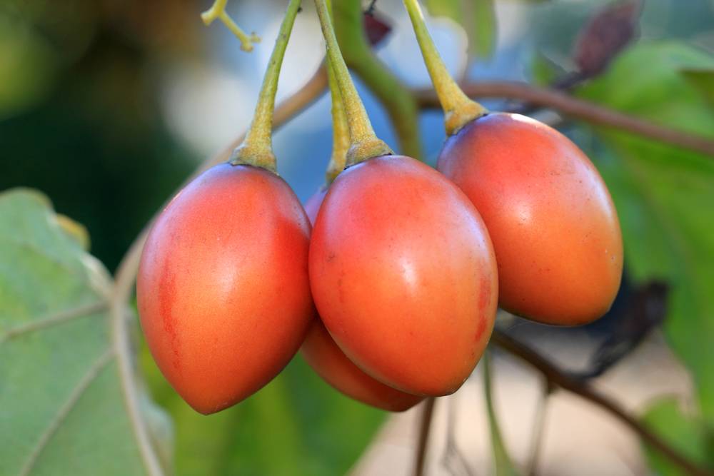 Томатное дерево тамарилло, как его кушать и выращивать. как едят тамарилло? что это за фрукт? применение фруктов томатного дерева