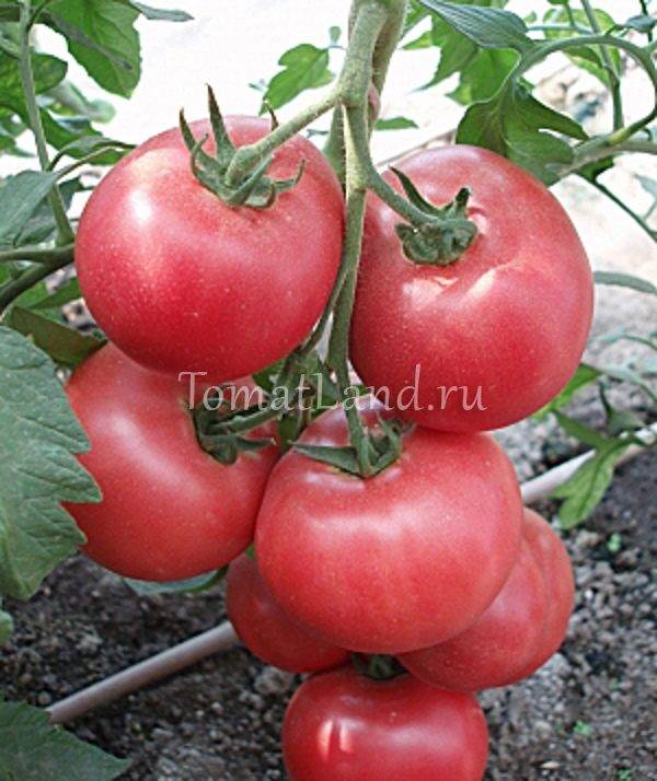 Характеристика и описание сорта томата Розовый сувенир, его урожайность