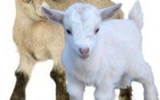 Понос у козы: основные причины, как и чем лечить взрослых особей и козлят