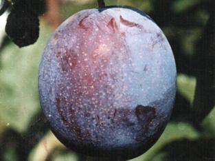 Слива смолинка — вкусный и крупноплодный сорт