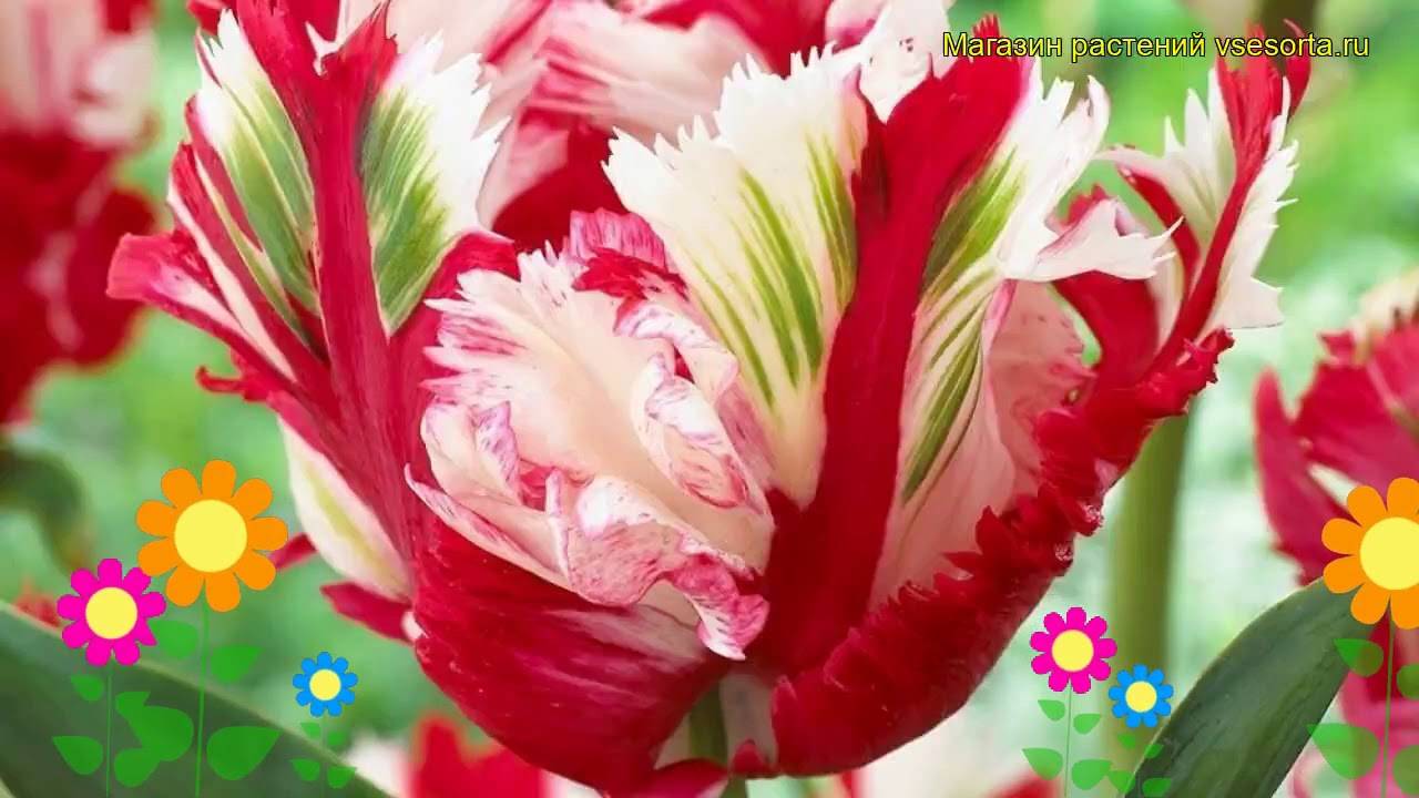 Тюльпаны: как выглядят и как вырастить
