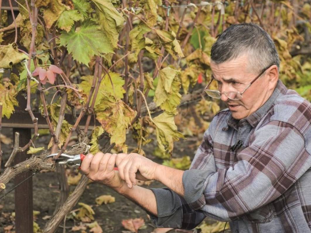 Как избавиться от поросли сливы и вишни в старом саду