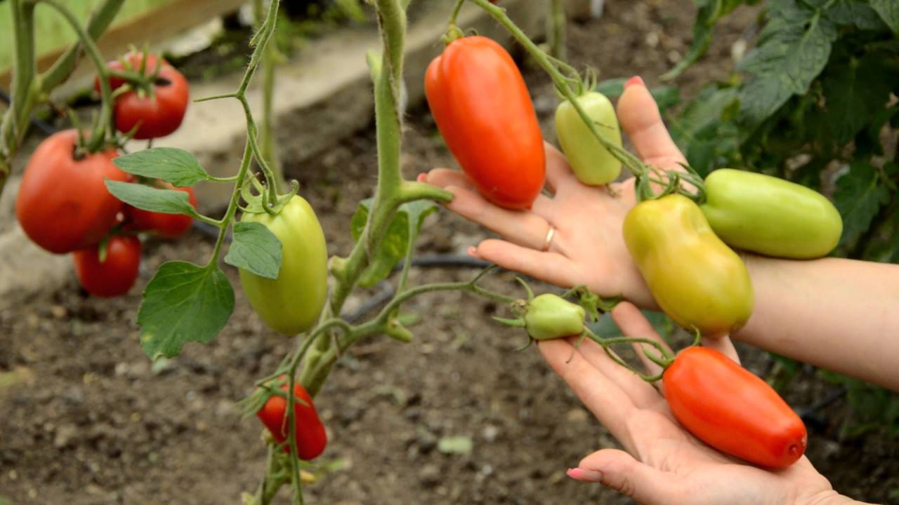 Розовоплодная красавица для парников и теплиц — томат «гейша»: описание сорта, рекомендации по выращиванию