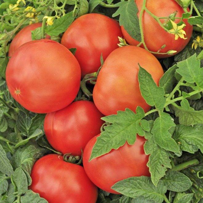 Описание томата кубышка и его характеристики урожайность