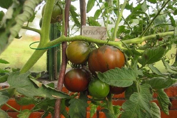 Описание сорта томата черномор, его выращивание и урожайность