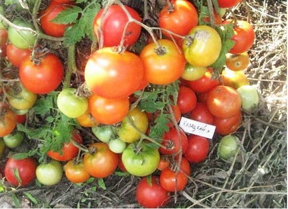 Томаты верочка f1: характеристика и описание сорта, выращивание и уход