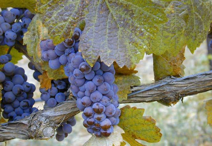 Описание и особенности винограда сорта пино нуар, посадка и уход