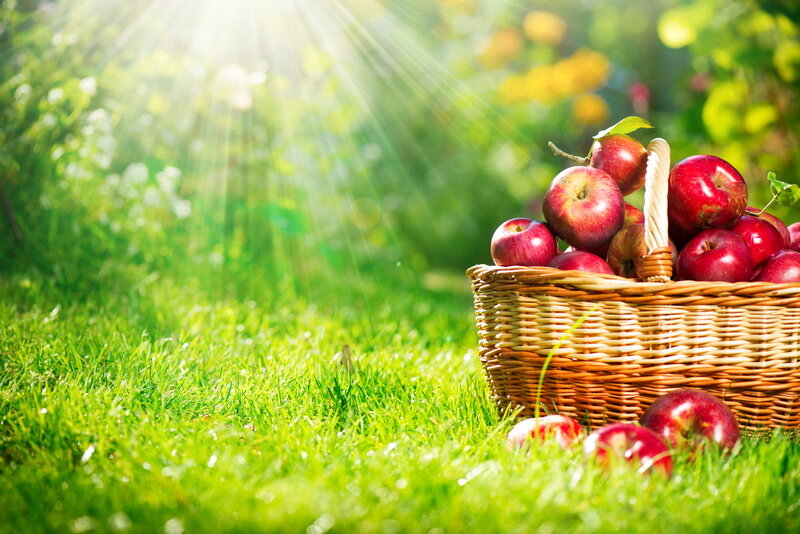 Характеристика сорта яблони орлинка: особенности посадки и ухода