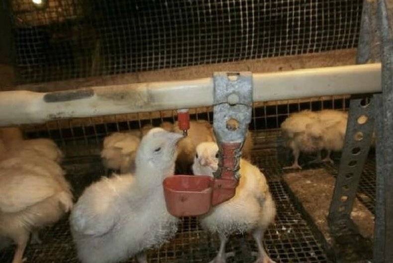Выращивание, уход и кормление цыплят бройлеров