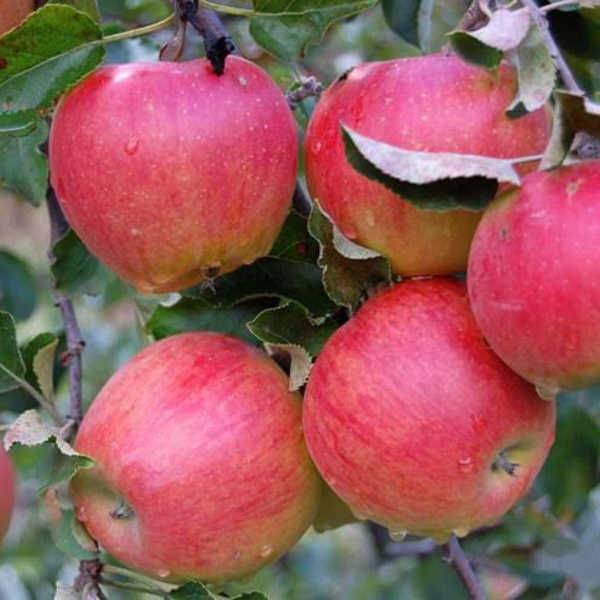 Характеристики сорта яблок Прима, описание подвидов, выращивание и урожайность