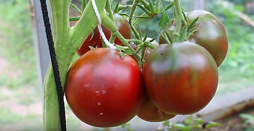Выращивание томатов сорта джина