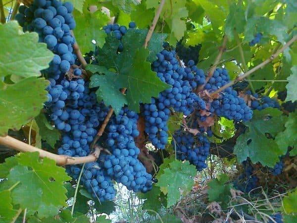 Очень популярный и вкусный сорт винограда «рислинг»
