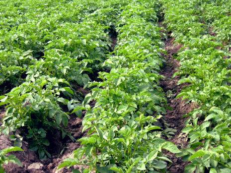 Нужна ли ботва картофелю – признаки и сроки скашивания