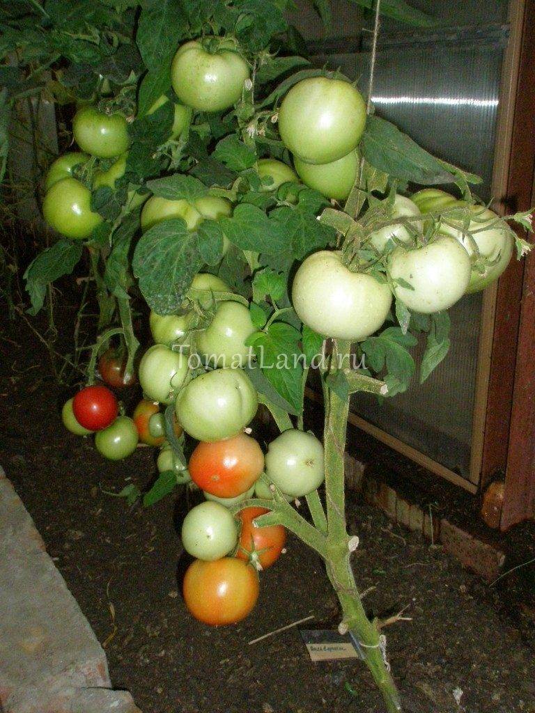 Любимые садоводами помидоры «ямал»: выращиваем неприхотливый сорт самостоятельно без особого труда