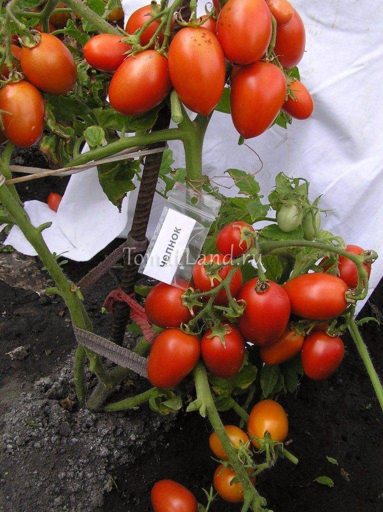 Характеристика и описание сорта томата Челнок, его урожайность