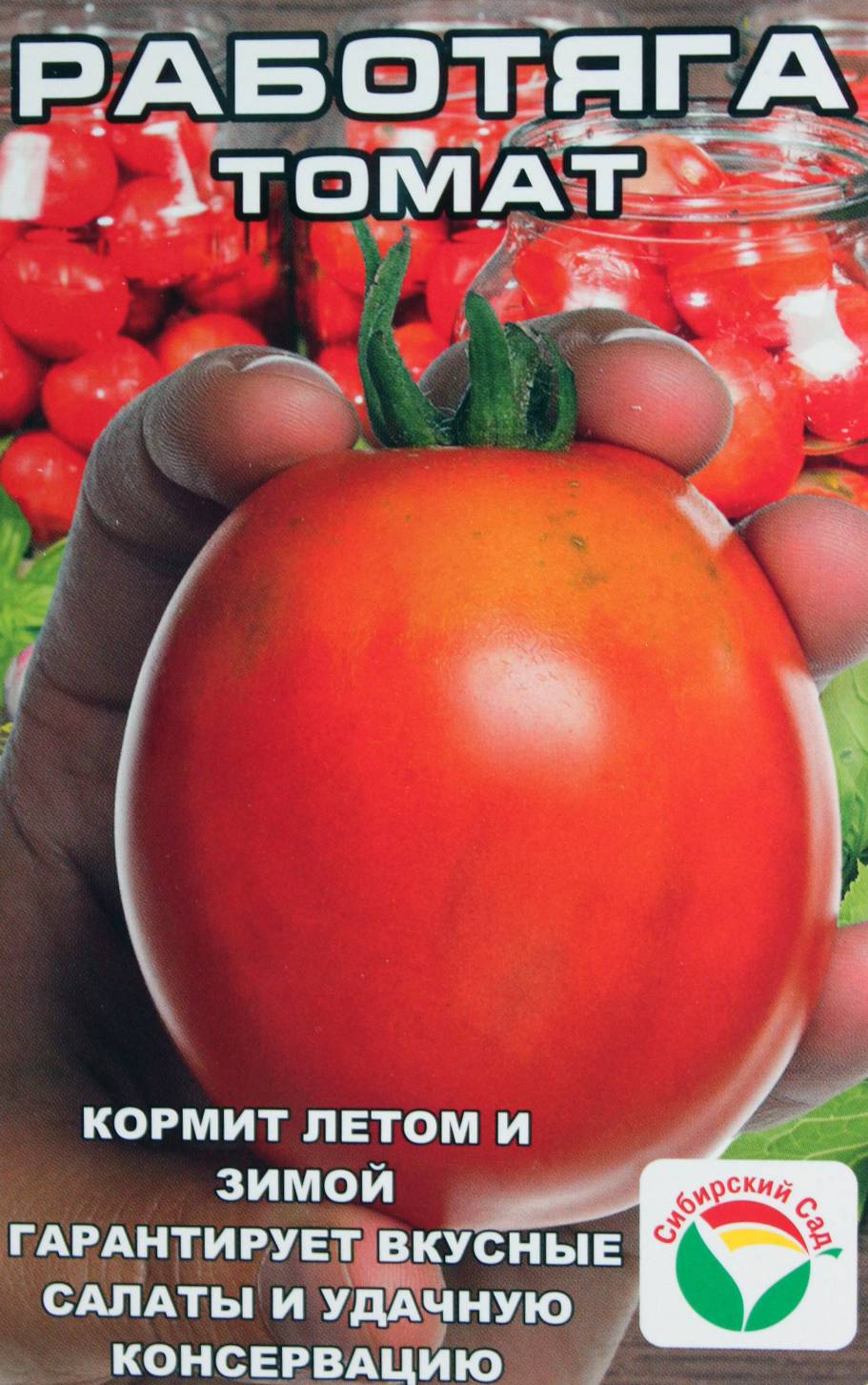 Голландский томат с русским именем «таня» — описание гибрида f1