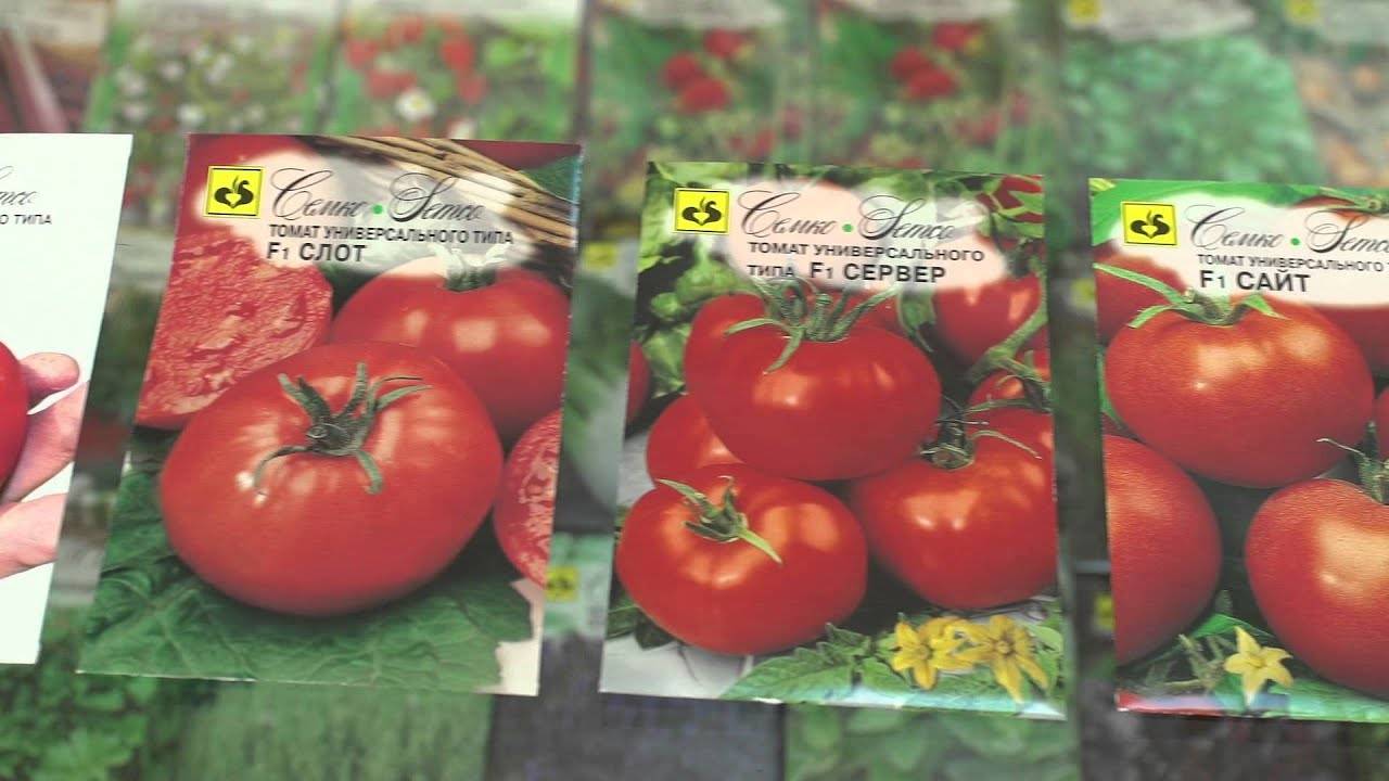 Чем вам могут запомниться помидоры сорта «шедевр» и как получить достойный урожай