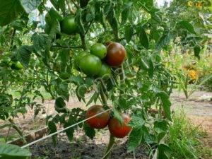 Описание необычных черных томатов кумато и особенности выращивания сорта