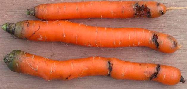 Как избавиться от морковной мухи без химии