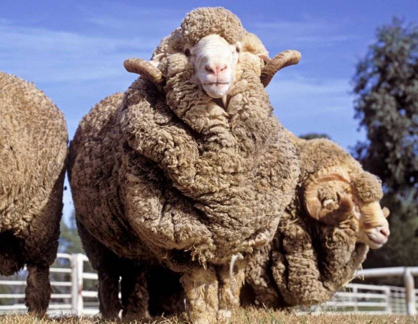 Характеристика овец породы меринос и кто их вывел, чем известны и разведение