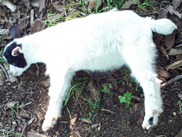 Описание миотонических коз, причины частого обморока, правила содержания животных