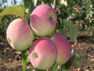 Описание и характеристики сорта яблони Ветеран, посадка, выращивание и уход