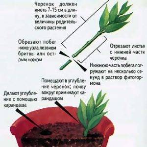 Как укоренить хризантему из букета: выбор черенков и технология их посадки