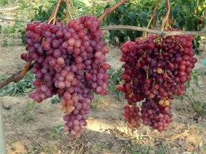 Виноград «виктор»: описание сорта, фото и отзывы