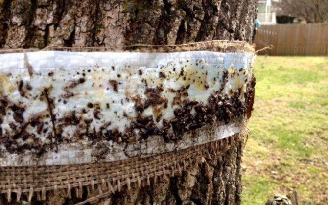 Ловчие пояса на плодовых деревьях своими руками. 100% способ борьбы с насекомыми на деревьях.