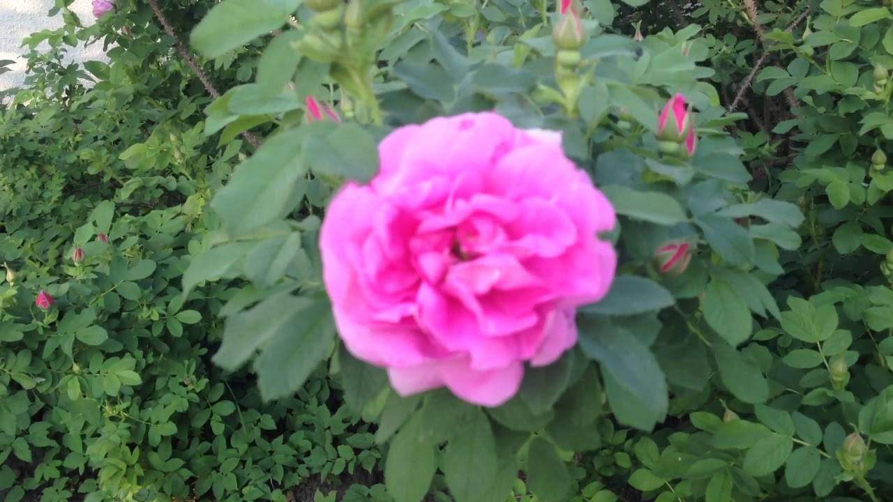 Роза морщинистая ханса: выкладываем по полочкам