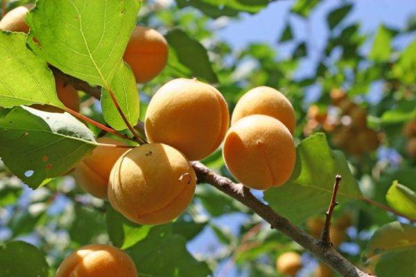 «графиня» — подмосковный высокоурожайный сорт абрикоса