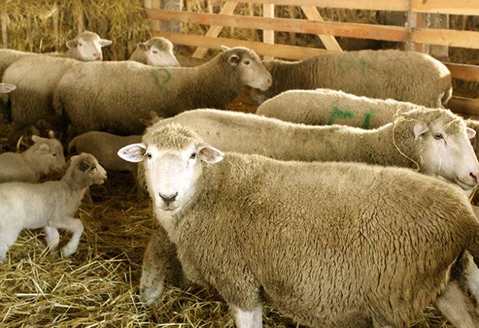 Породы овец и баранов