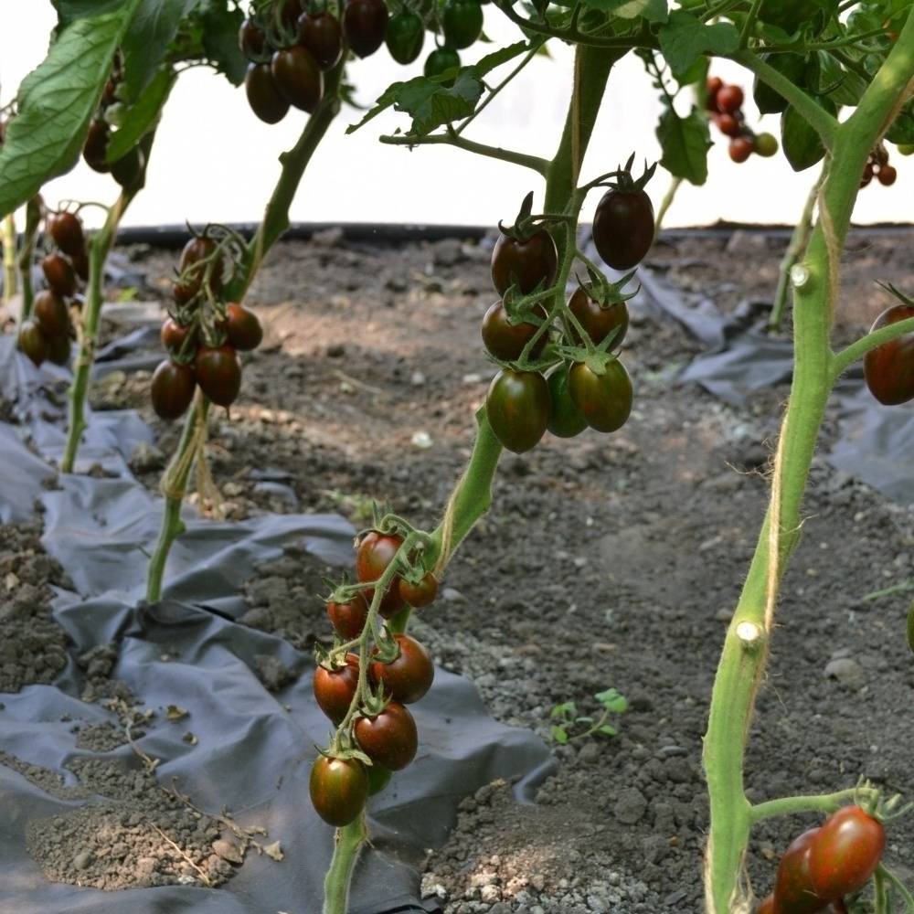 Лучшие сорта томатов черри 2019, по мнению членов клуба томатоводов-любителей