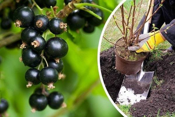 Сибирский сорт чёрной смородины: ядрёная ягода в вашем саду