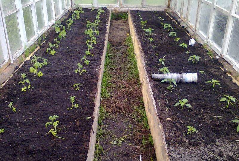 Как сеять томаты на рассаду в домашних условиях в 2020 году