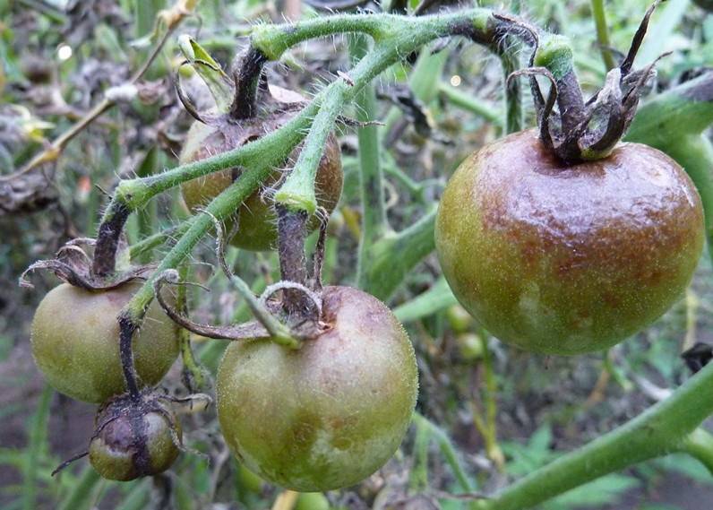 Лечение помидоров. обработка томатов от фузариозного увядания