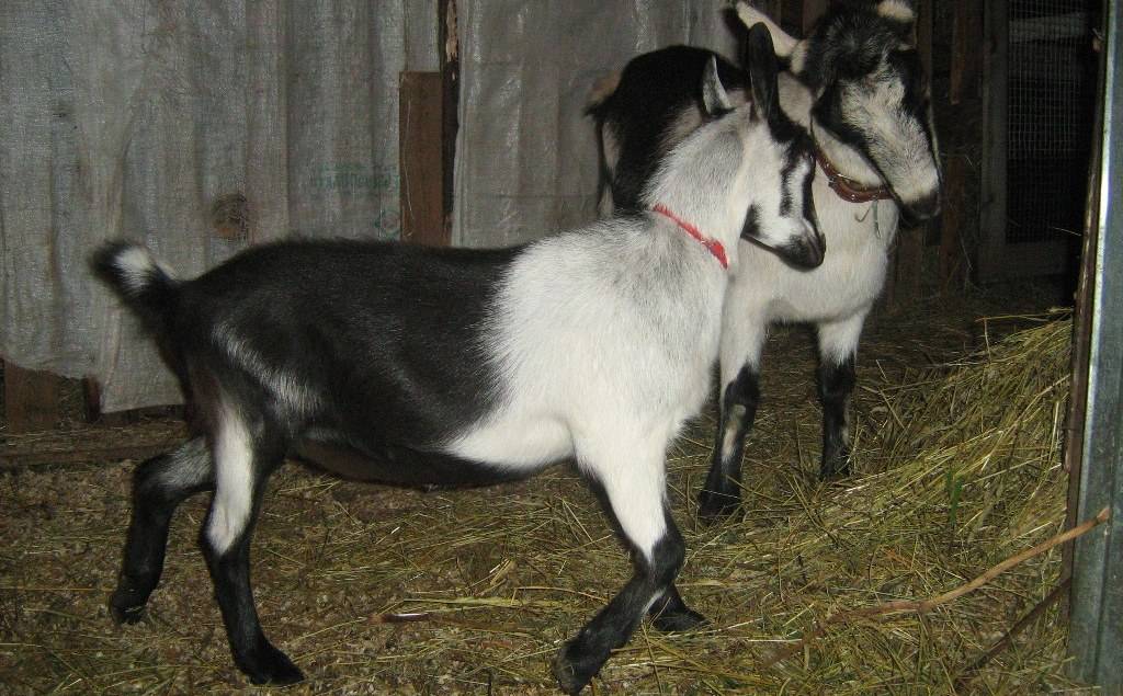 Оренбургские пуховые козы: характеристики, описания, условия содержания