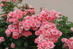 Розы флорибунда: выращивание в открытом грунте