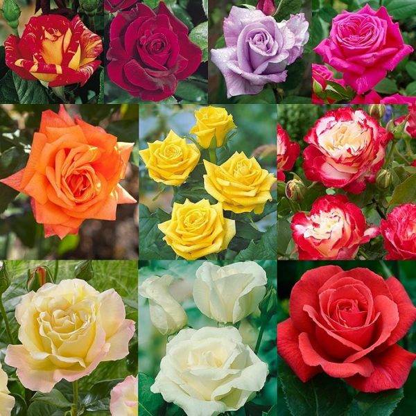 Голландские розы — сорта, особенности выращивания