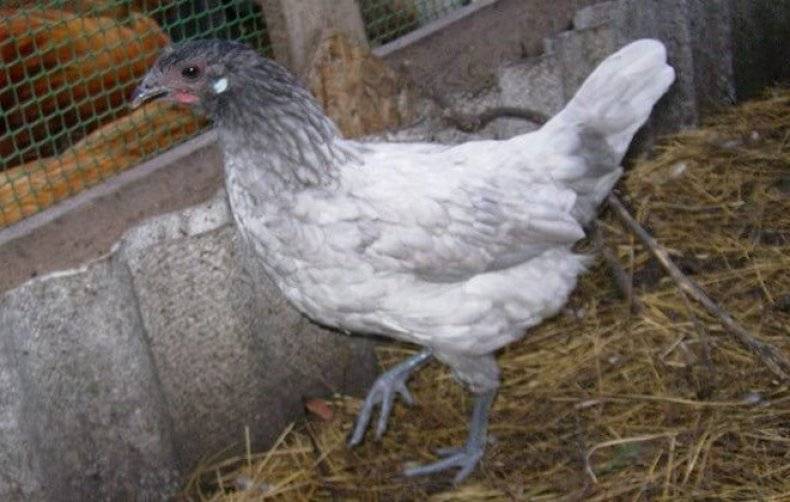 Феникс: порода кур