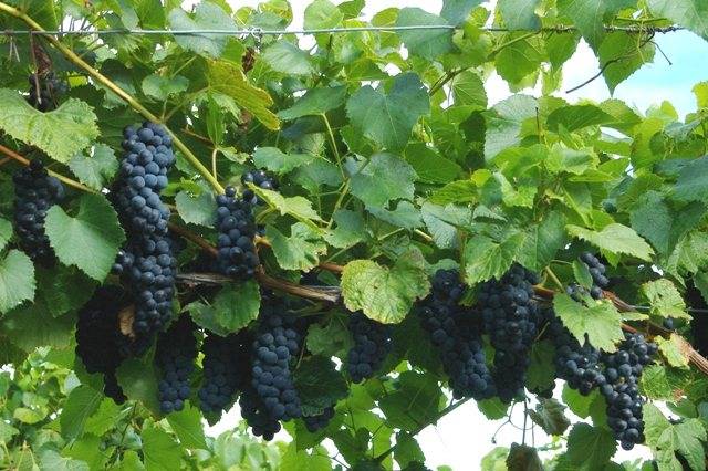 Культивирование винограда сорта алешенькин