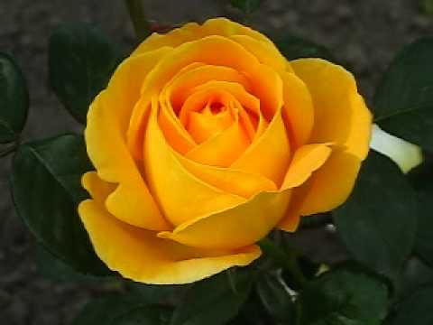 Керио – самая жёлтая чайно-гибридная роза