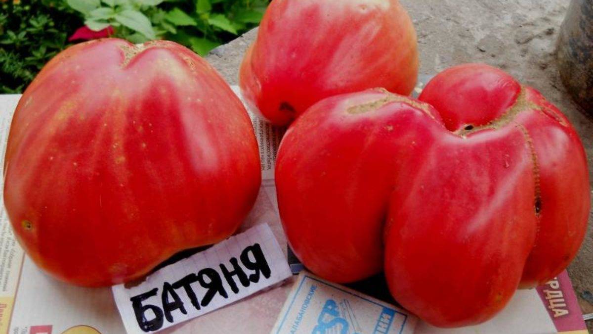 Томат «роза ветров»: характеристика, описание сорта, советы по выращиванию отличного урожая помидор, фото-материалы
