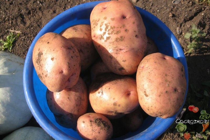 Популярный, вкусный, неприхотливый — картофель «жуковский ранний»