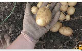 Удача не оставит без урожая: описание популярного отечественного сорта картофеля