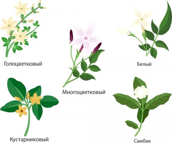 18 видов жасмина многоцветкового с описанием и характеристиками