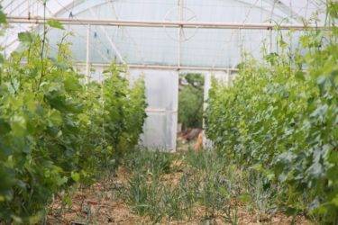 Технология выращивания винограда в теплицах из поликарбоната