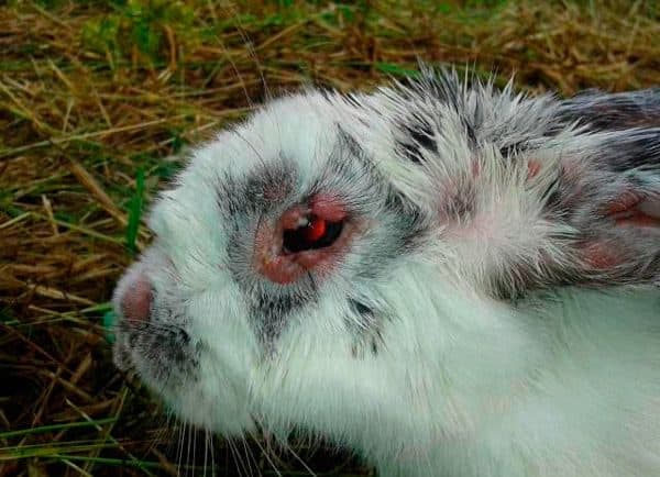 Симптомы миксоматоза у кроликов и методы лечения