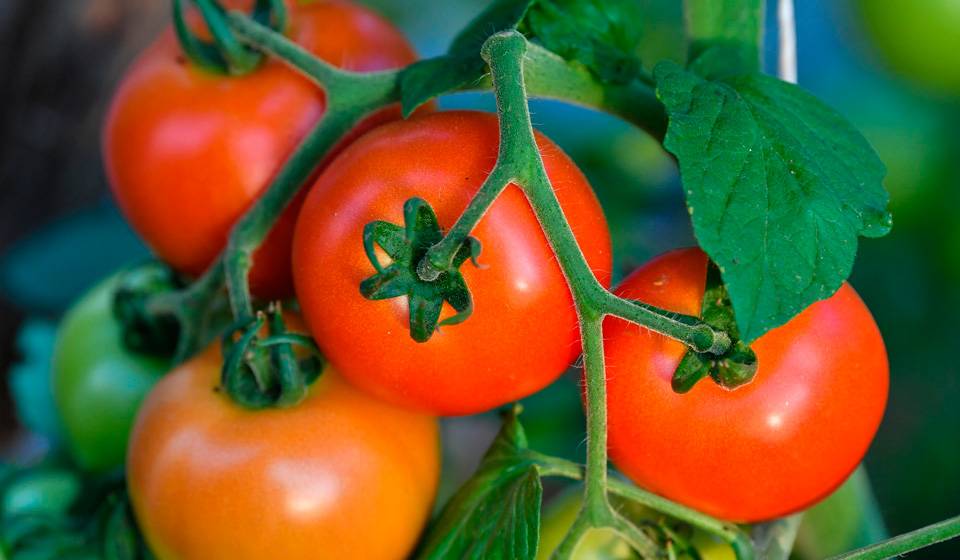 Как посадить томаты (помидоры) семенами в открытый грунт